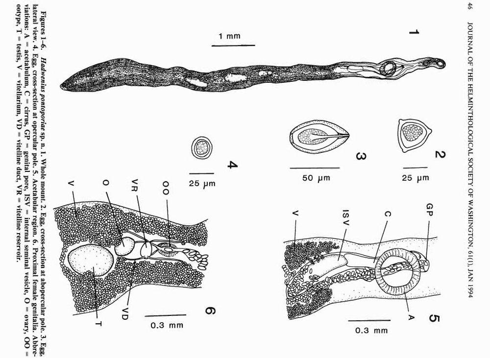 Представитель Семейства Campululidae